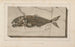 Recherches sur les poissons fossiles Pl025 - Louis Agassiz — artwork view