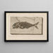 Recherches sur les poissons fossiles Pl025 - Louis Agassiz — framed artwork on a wall