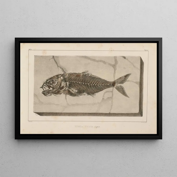 Recherches sur les poissons fossiles Pl025 - Louis Agassiz — framed artwork on a wall