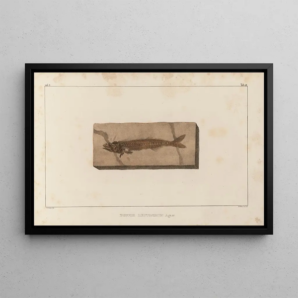 Recherches sur les poissons fossiles Pl026 - Louis Agassiz — framed artwork on a wall