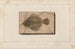 Recherches sur les poissons fossiles Pl027 - Louis Agassiz — artwork view