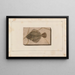 Recherches sur les poissons fossiles Pl027 - Louis Agassiz — framed artwork on a wall