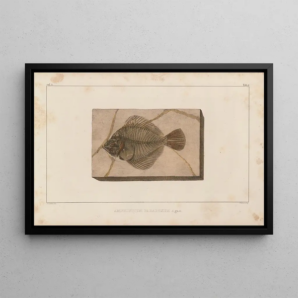 Recherches sur les poissons fossiles Pl027 - Louis Agassiz — framed artwork on a wall
