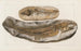 Recherches sur les Poissons Fossiles Pl030 - Louis Agassiz — artwork view