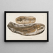 Recherches sur les Poissons Fossiles Pl030 - Louis Agassiz — framed artwork on a wall