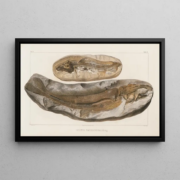 Recherches sur les Poissons Fossiles Pl030 - Louis Agassiz — framed artwork on a wall