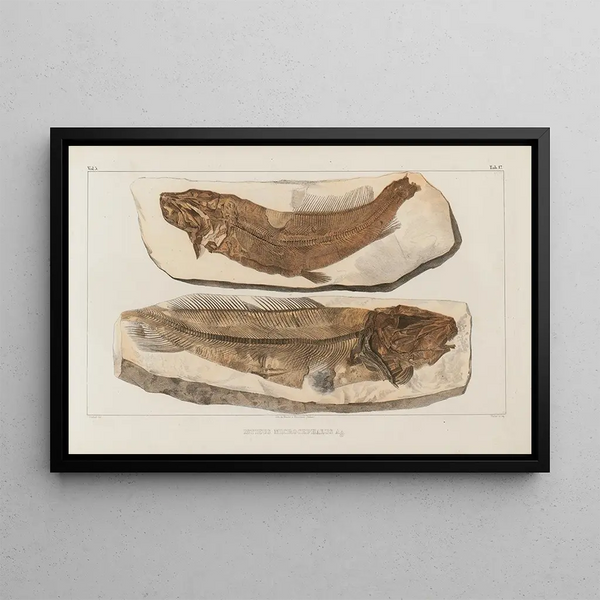 Recherches sur les poissons fossiles Pl031 - Louis Agassiz — framed artwork on a wall