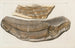 Recherches sur les poissons fossiles Pl032 - Louis Agassiz — artwork view