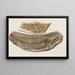 Recherches sur les poissons fossiles Pl032 - Louis Agassiz — framed artwork on a wall