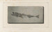 Recherches sur les poissons fossiles Pl033 - Louis Agassiz — artwork view