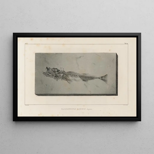 Recherches sur les poissons fossiles Pl033 - Louis Agassiz — framed artwork on a wall
