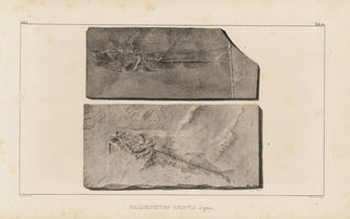 Recherches sur les poissons fossiles Pl034 - Louis Agassiz — artwork view