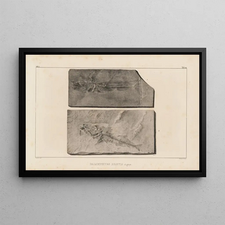 Recherches sur les poissons fossiles Pl034 - Louis Agassiz — framed artwork on a wall