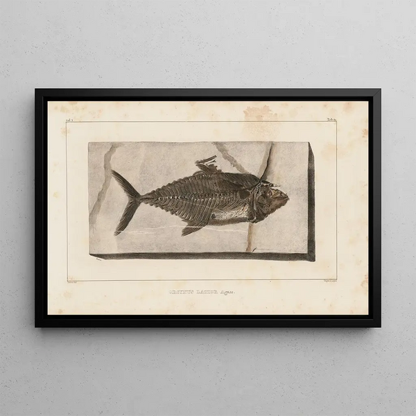 Recherches sur les poissons fossiles Pl. 039 - Louis Agassiz — framed artwork on a wall