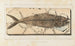 Recherches sur les poissons fossiles Pl040 - Louis Agassiz — artwork view