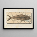 Recherches sur les poissons fossiles Pl040 - Louis Agassiz — framed artwork on a wall