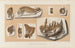Recherches sur les poissons fossiles Pl042 - Louis Agassiz — artwork view