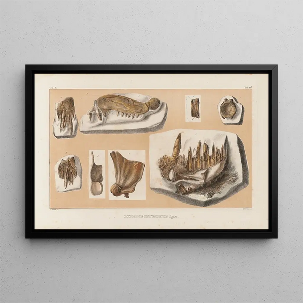 Recherches sur les poissons fossiles Pl042 - Louis Agassiz — framed artwork on a wall