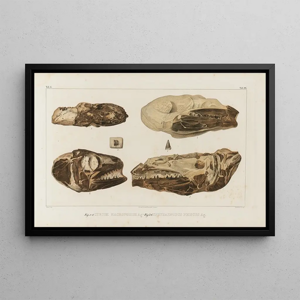 Recherches sur les poissons fossiles Pl044 - Louis Agassiz — framed artwork on a wall