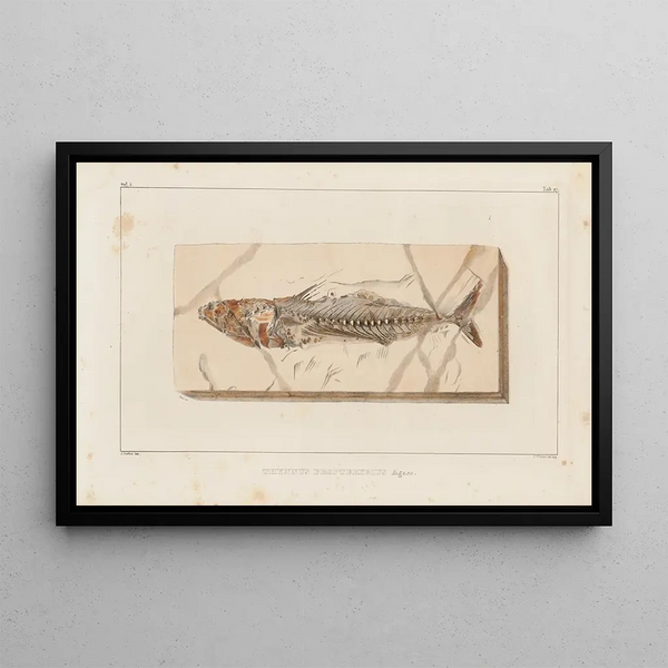 Recherches sur les poissons fossiles Pl045 - Louis Agassiz — framed artwork on a wall