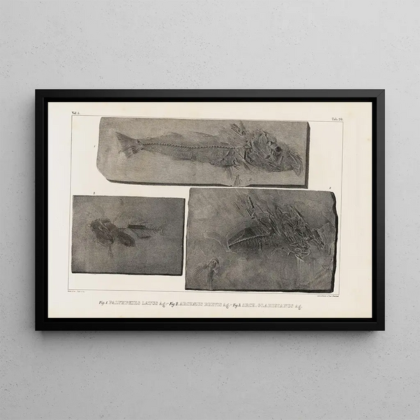 Recherches sur les poissons fossiles, Pl. 046 - Louis Agassiz — framed artwork on a wall