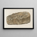 Recherches sur les poissons fossiles Pl048 - Louis Agassiz — framed artwork on a wall