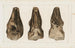 Recherches sur les poissons fossiles Pl049 - Louis Agassiz — artwork view