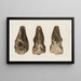 Recherches sur les poissons fossiles Pl049 - Louis Agassiz — framed artwork on a wall