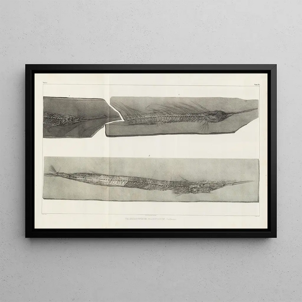 Recherches sur les poissons fossiles Pl052 - Louis Agassiz — framed artwork on a wall