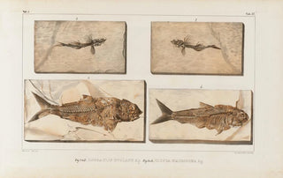Recherches sur les poissons fossiles Pl059 - Louis Agassiz — artwork view