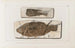 Recherches sur les Poissons Fossiles Pl061 - Louis Agassiz — artwork view