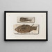 Recherches sur les Poissons Fossiles Pl061 - Louis Agassiz — framed artwork on a wall
