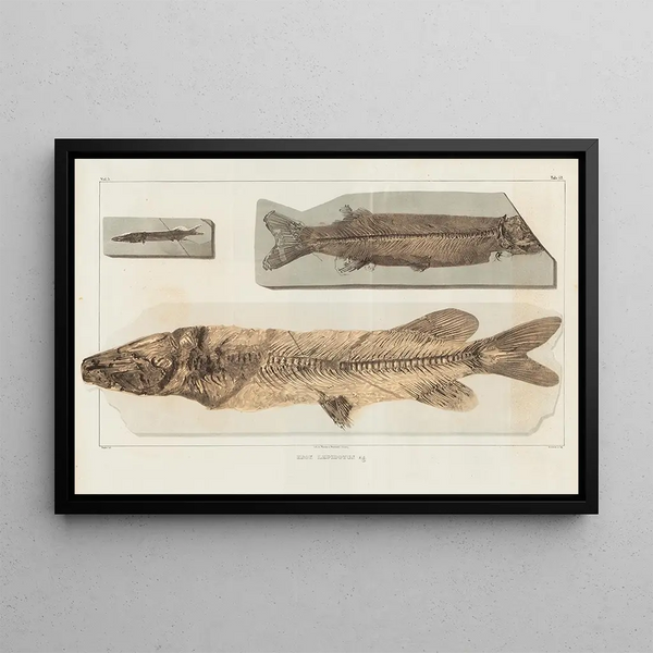 Recherches sur les poissons fossiles, Pl064 - Louis Agassiz — framed artwork on a wall