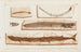 Recherches sur les poissons fossiles Pl065 - Louis Agassiz — artwork view