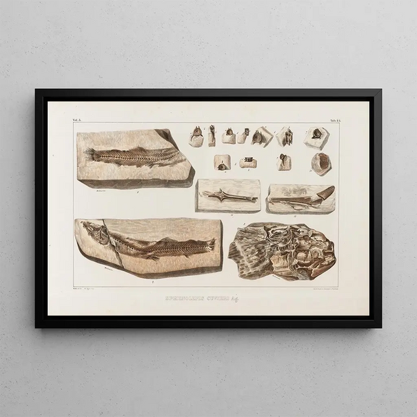Recherches sur les poissons fossiles Pl066 - Louis Agassiz — framed artwork on a wall