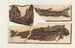 Recherches sur les poissons fossiles Pl067 - Louis Agassiz — artwork view