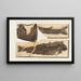 Recherches sur les poissons fossiles Pl067 - Louis Agassiz — framed artwork on a wall