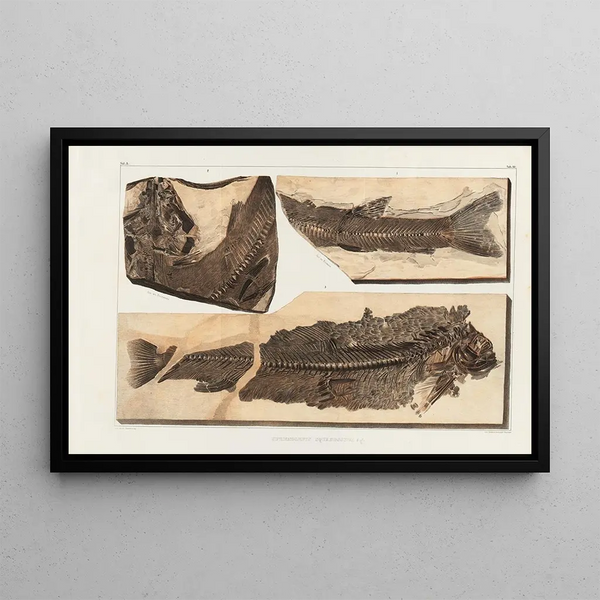 Recherches sur les poissons fossiles Pl067 - Louis Agassiz — framed artwork on a wall