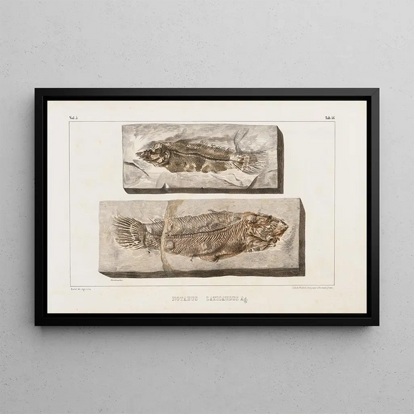 Recherches sur les poissons fossiles Pl068 - Louis Agassiz — framed artwork on a wall