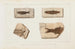 Recherches sur les poissons fossiles Pl070 - Louis Agassiz — artwork view
