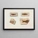 Recherches sur les poissons fossiles Pl070 - Louis Agassiz — framed artwork on a wall