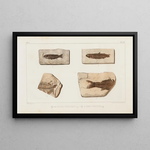 Recherches sur les poissons fossiles Pl070 - Louis Agassiz — framed artwork on a wall