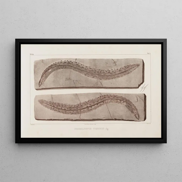 Recherches sur les poissons fossiles Pl071 - Louis Agassiz — framed artwork on a wall
