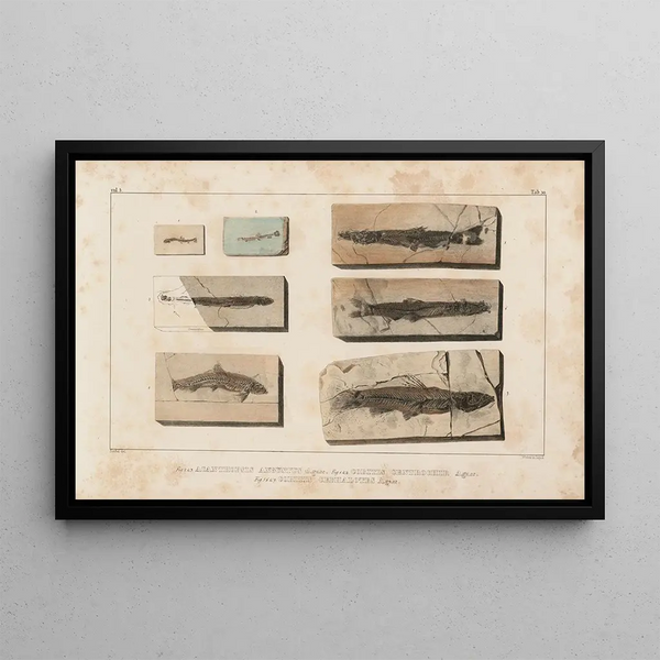Recherches sur les poissons fossiles Pl072 - Louis Agassiz — framed artwork on a wall