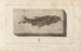 Recherches sur les poissons fossiles Pl073 - Louis Agassiz — artwork view