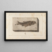 Recherches sur les poissons fossiles Pl073 - Louis Agassiz — framed artwork on a wall