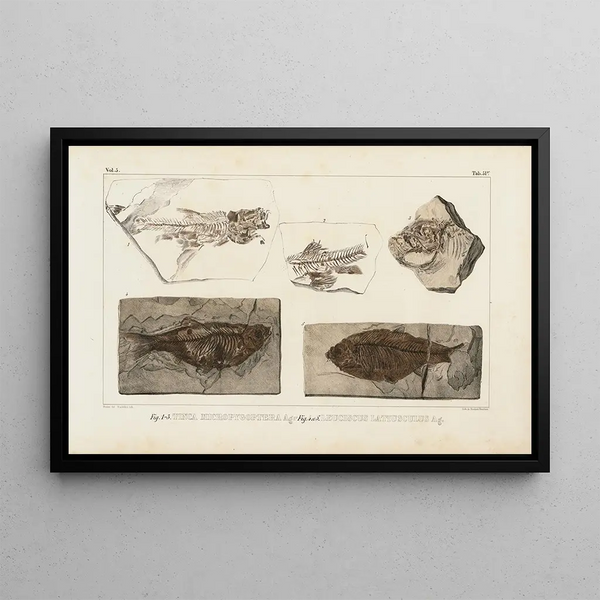 Recherches sur les poissons fossiles Pl074 - Louis Agassiz — framed artwork on a wall