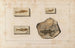 Recherches sur les poissons fossiles Pl079 - Louis Agassiz — artwork view
