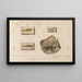 Recherches sur les poissons fossiles Pl079 - Louis Agassiz — framed artwork on a wall