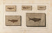 Recherches sur les poissons fossiles Pl081 - Louis Agassiz — artwork view